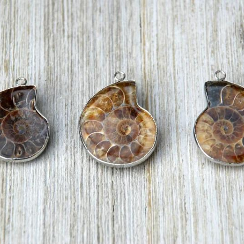 Ammonite Fossil Charm