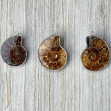 Ammonite Fossil Charm